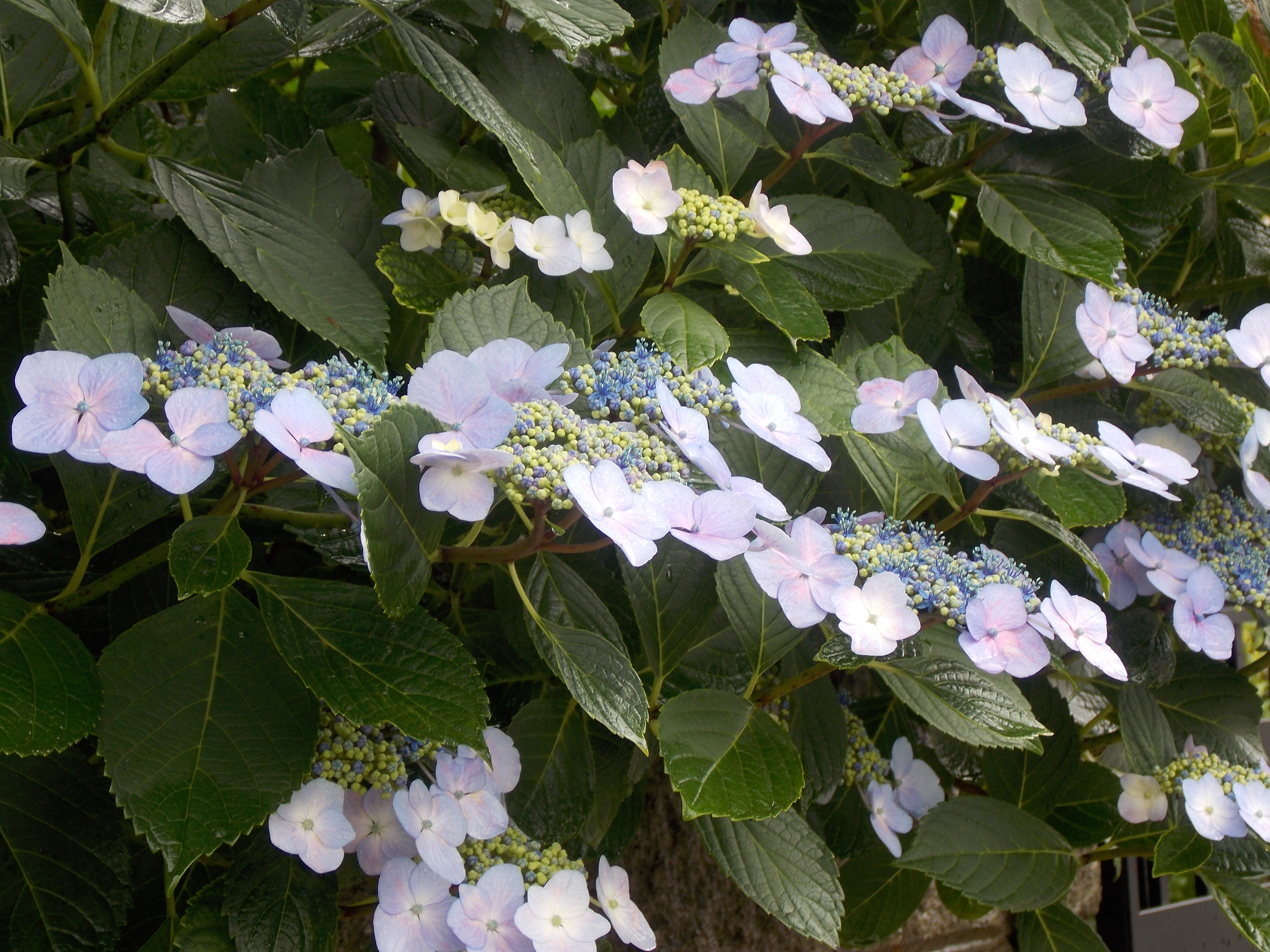 紫陽花見物の旅 ６月上旬 四街道市 柏市 虹の轍 にじのわだち