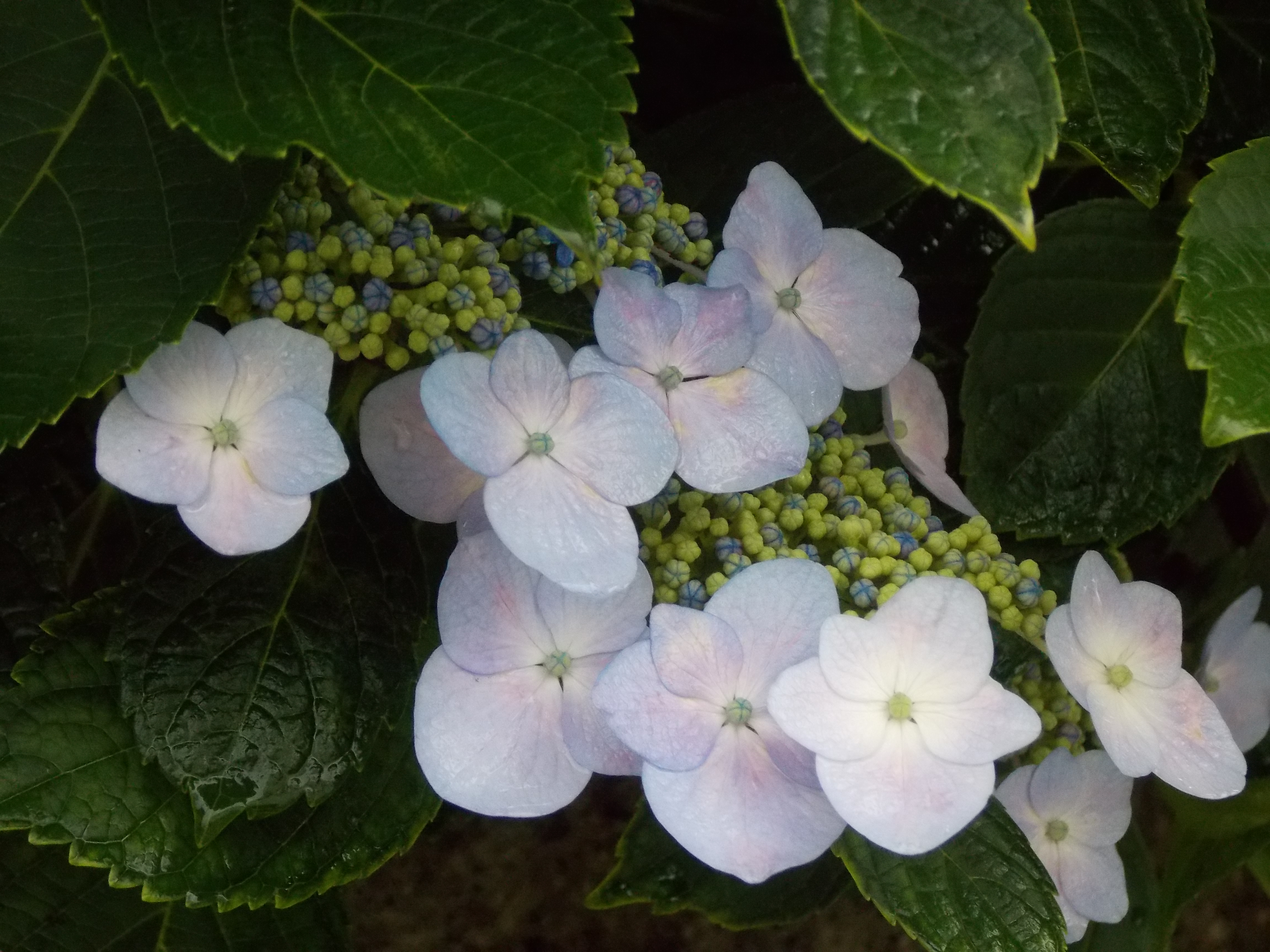 紫陽花見物の旅 ６月上旬 四街道市 柏市 虹の轍 にじのわだち